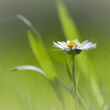 Dromend madeliefje van Anja Jooren