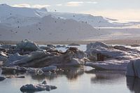IJsland - Avondsfeer bij de gletsjerlagune