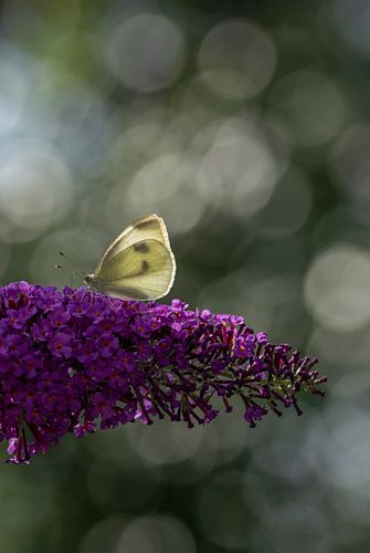 Chou blanc sur un buisson de papillons avec bokeh