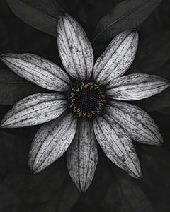 La fleur tranquille
