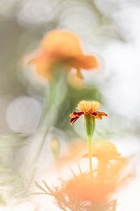 Zonnige Tagetes van Bob Daalder