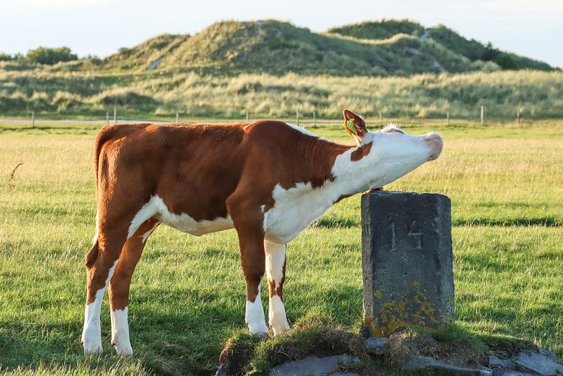 Kühe in den Kooikersduinen von Johanna Oud