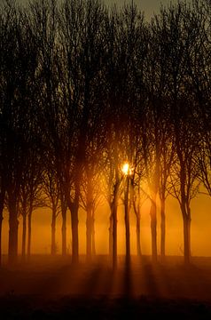 Zonnestralen van Yvonne van der Meij