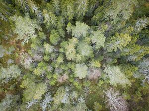 La forêt de l'œil de l'aigle vue d'en haut