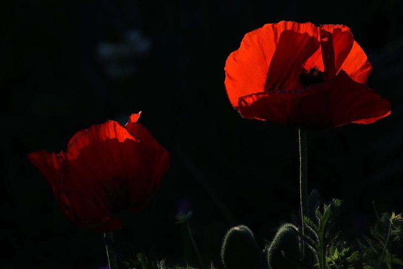Papaver von Edwin Butter