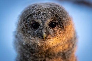 Tawny owl in morning sun by JD