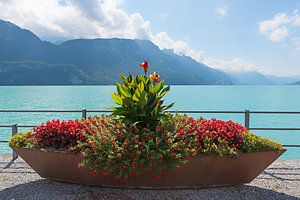 bepflanztes Blumenschiff am Brienzersee Schweiz von Susanne Bauernfeind
