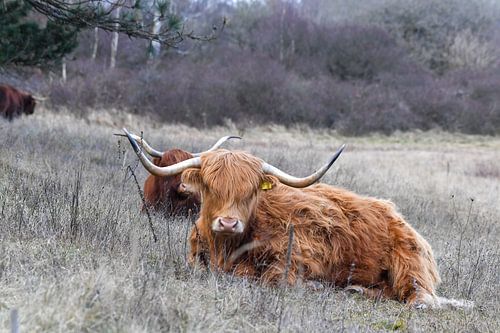Rustende Schotse Hooglanders van Shirley Douwstra