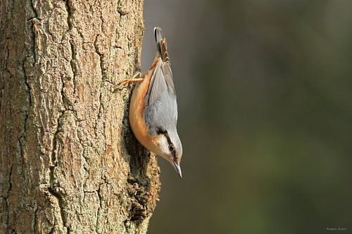 Nuthatch