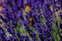Een vlindertje op lavendelplanten