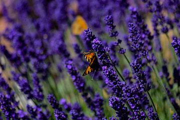 Een vlindertje op lavendelplanten van David Esser
