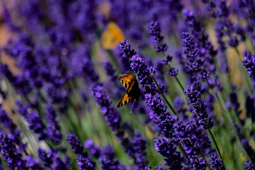 Un papillon petit renard sur des plants de lavande par David Esser