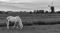 Grazend paard bij windmolen de Bachtenaar (zwart-wit) van Stephan Neven thumbnail