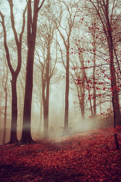 Wald im Spätherbst von Dirk Wüstenhagen
