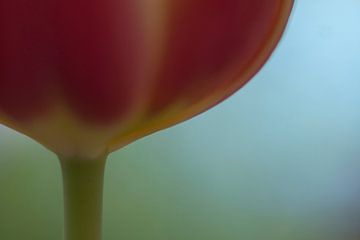 Tulip Art by Deez, Tulpen in Nederland van Desiree Adam-Vaassen