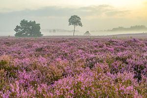 Sonnenaufgang über einer Heidelandschaft auf der Veluwe