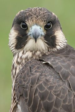 Slechtvalk (Falco peregrinus) van Ronald Pol