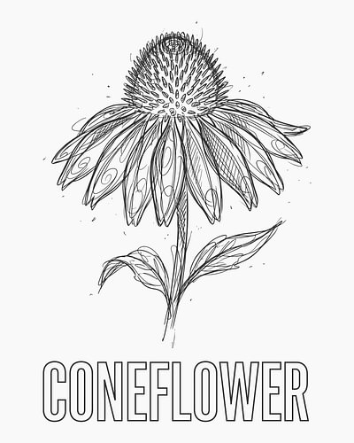 Minimalistisches Poster mit Strichzeichnung einer Sonnenhutblüte – weiße Ausgabe