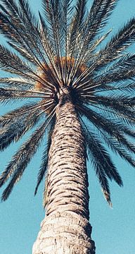 Palm Tree on Gran Canaria van Niek Traas