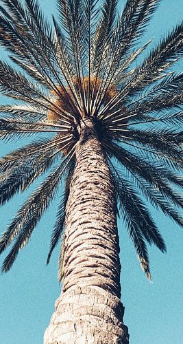 Palm Tree on Gran Canaria