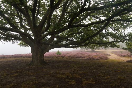 Under the Tree
