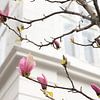 Magnolia met witte muren op achtergrond | natuur in Kopenhagen van Karijn | Fine art Natuur en Reis Fotografie