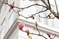 Magnolia with white walls in background | nature in Copenhagen