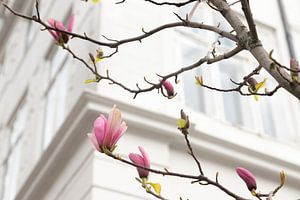 Magnolia avec murs blancs en arrière-plan | nature à Copenhague sur Karijn | Fine art Natuur en Reis Fotografie