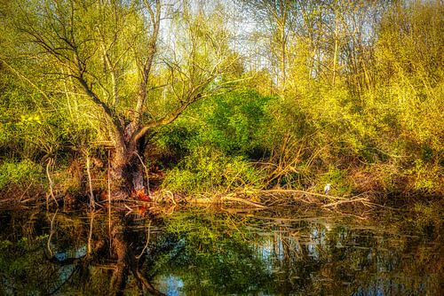 Spiegeling van bomen in een vijver met blauwe reiger in de lente