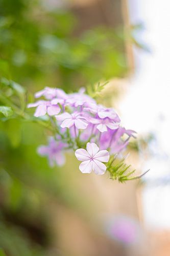 Blauer Jasmin von Gaby Kuipers
