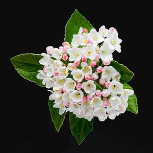 Viburnum (pile Focus)