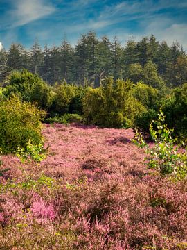 Flowering heathland with forest