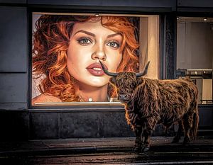 Schottische Highlander-Kuh steht vor einem Schaufenster