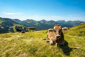 Allgäuer koe in de bergen bij de Hörnerberge van Leo Schindzielorz