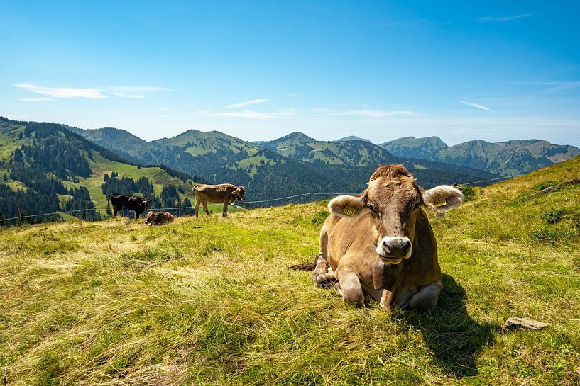 Vache de l'Allgäu dans les montagnes aux Hörnerbergen par Leo Schindzielorz