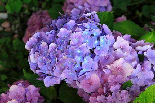 Hortensien