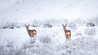 Reeën in sneeuwlandschap