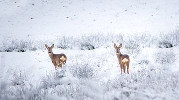 Deer in snowlandscape by Martzen Fotografie
