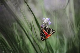 Jersey Tiger by Jeroen Luyckx
