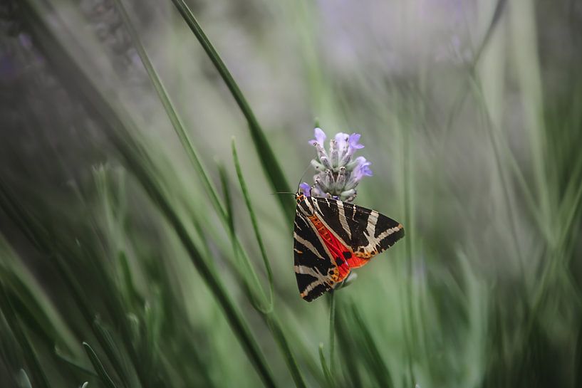 Callimorphe par Jeroen Luyckx
