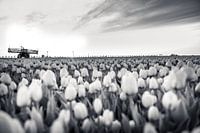 Tulipfield