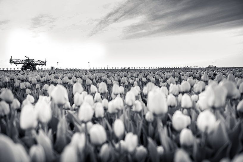 Tulipfield par Joyce Leenen