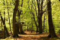 Fairytale forest