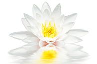 Witte lotus drijft in het water van Eye on You thumbnail