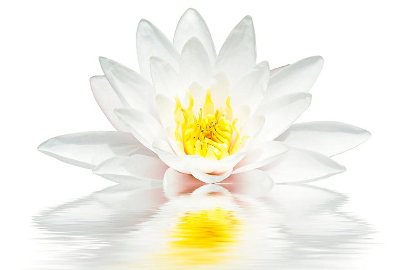 Witte lotus drijft in het water van Eye on You