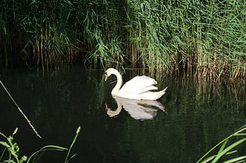 Tiere und Natur