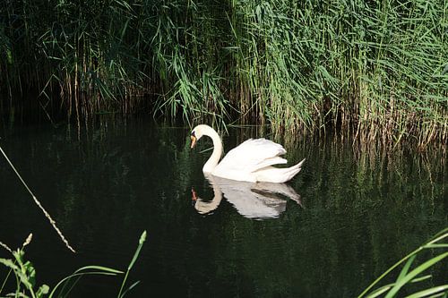 Animals and Nature