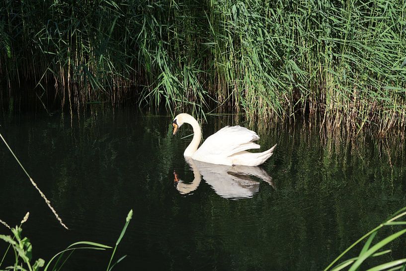 Animals and Nature by Lennart Mans