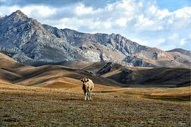 Vache solitaire dans les montagnes du plateau de Son Kul, Kirghizistan