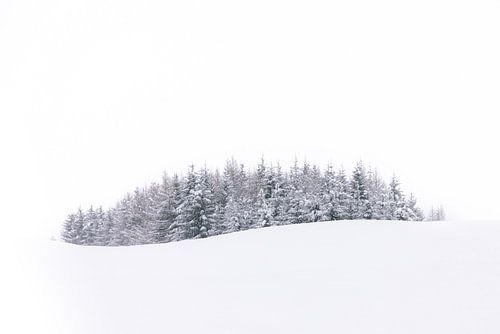 Arbres ondulants dans le silence hivernal